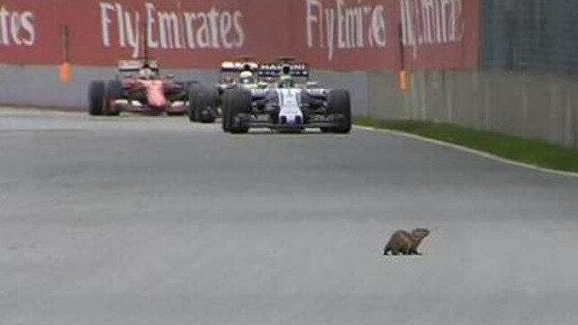 Gp Canada, una marmotta attraversa la pista