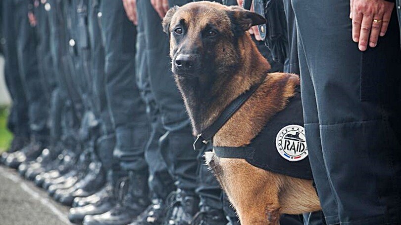 Diesel, il cane eroe morto nell'assalto ai terroristi