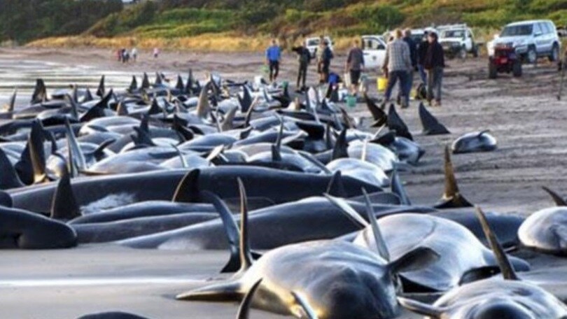 Cile, oltre 300 balene spiaggiate, mentre a Parigi si discute sul clima