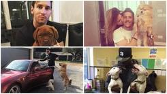 Cani, che passione, da Messi a Djokovic
