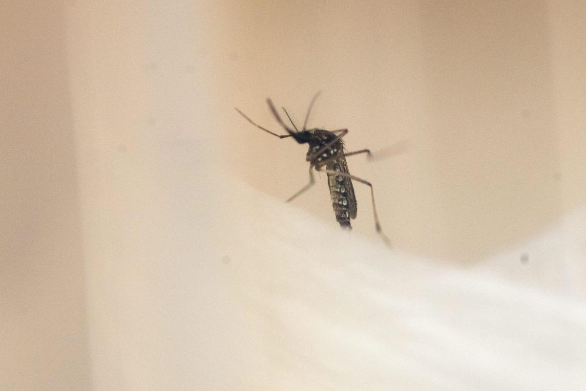 Virus Zika, il ministro dello Sport: «Olimpiadi a Rio? Garantite»