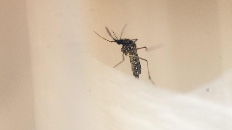 Virus Zika, il ministro dello Sport: «Olimpiadi a Rio? Garantite»