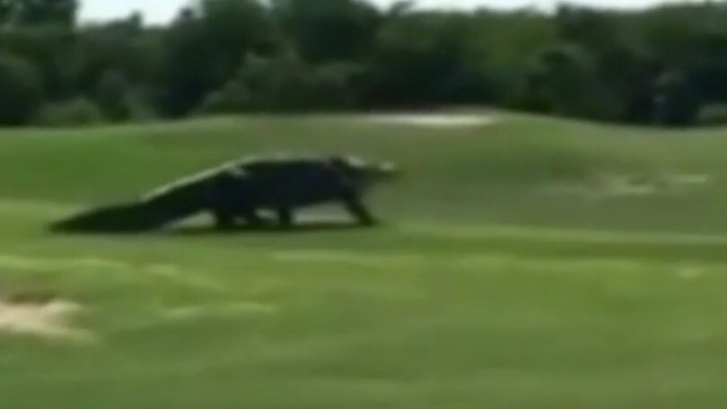 C'è un alligatore gigante sul campo da golf!