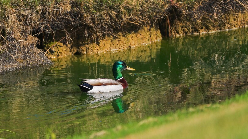 Golf è rispetto del territorio