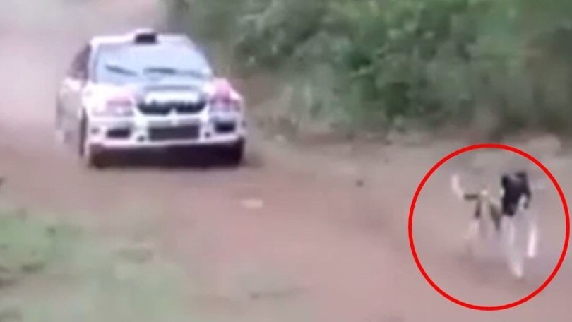 Rally, ecco il cane più fortunato del mondo