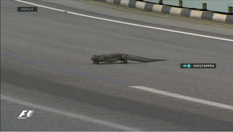 F1 Singapore, invasore in pista: una lucertola gigante!