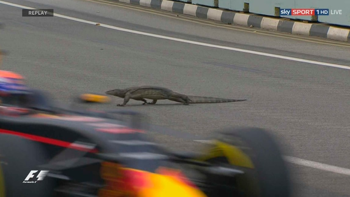 GP Singapore, c'è una lucertola gigante in pista!