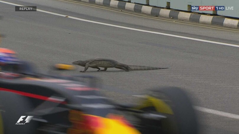 GP Singapore, c'è una lucertola gigante in pista!