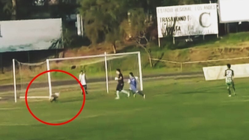 Il cane fa il portiere: entra in campo ed evita un gol