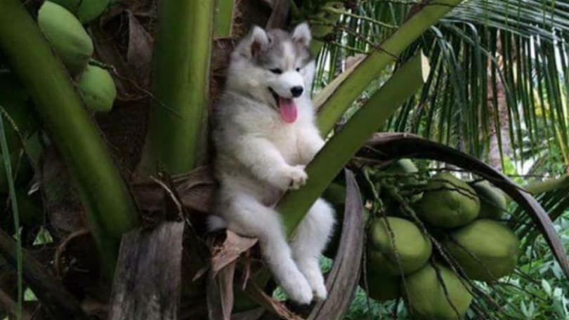 Cosa ci fa un Husky su una palma? Diventa un caso social