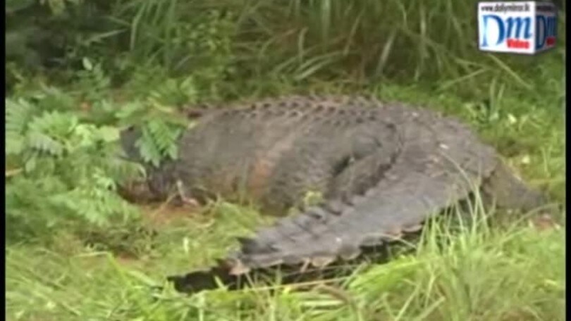 VIDEO Trovato coccodrillo gigante in Sri Lanka