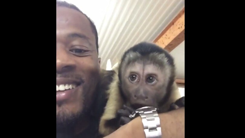 Evra e la scimmietta dispettosa