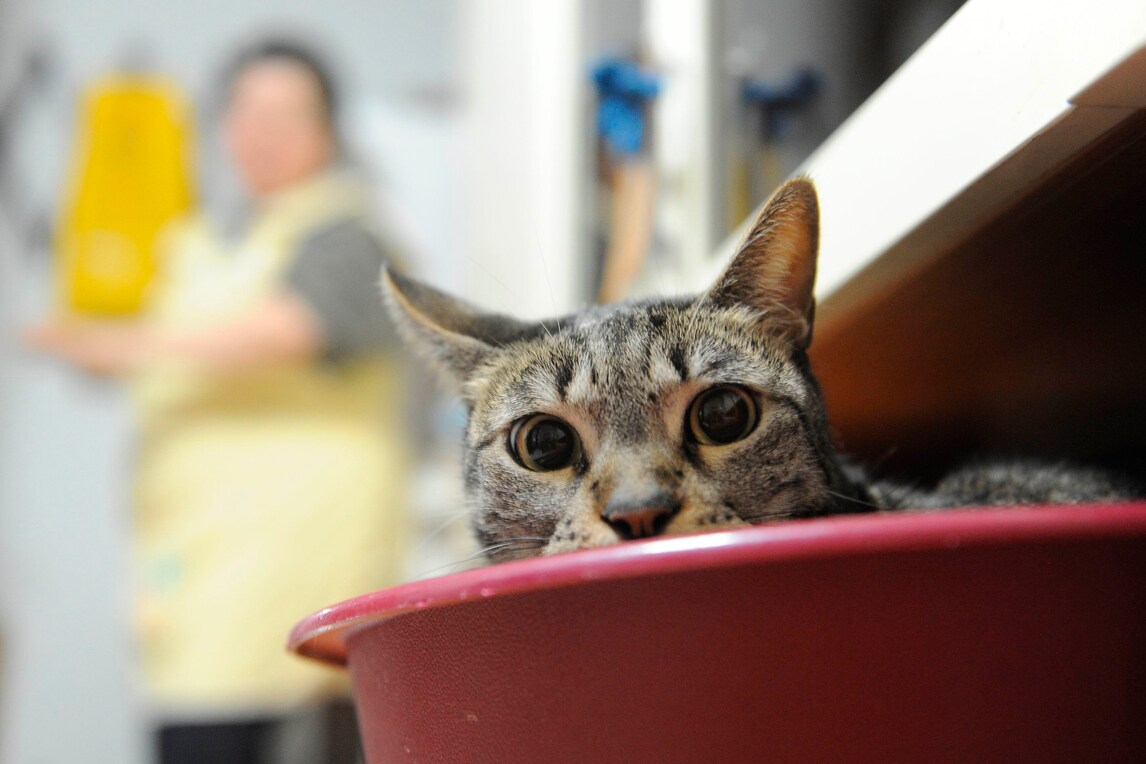 Oggi è l'International Cat Day, la giornata del gatto