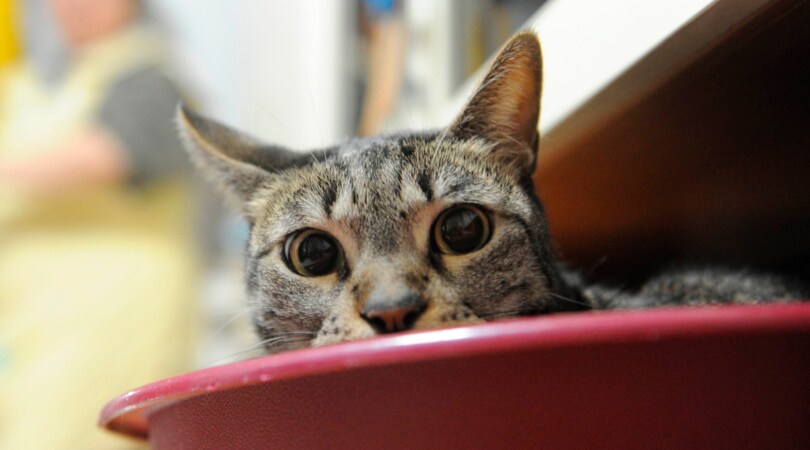 Oggi è l'International Cat Day, la giornata del gatto