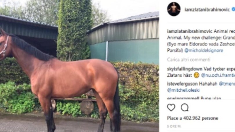 Curiosità: un cavallo per Ibra