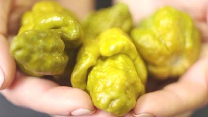 Pepper X: il nuovo re del piccante