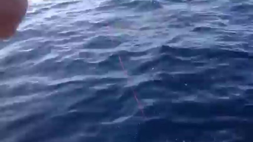 Squalo avvistato nel mar Adriatico. La capitaneria: «Non fate sport»
