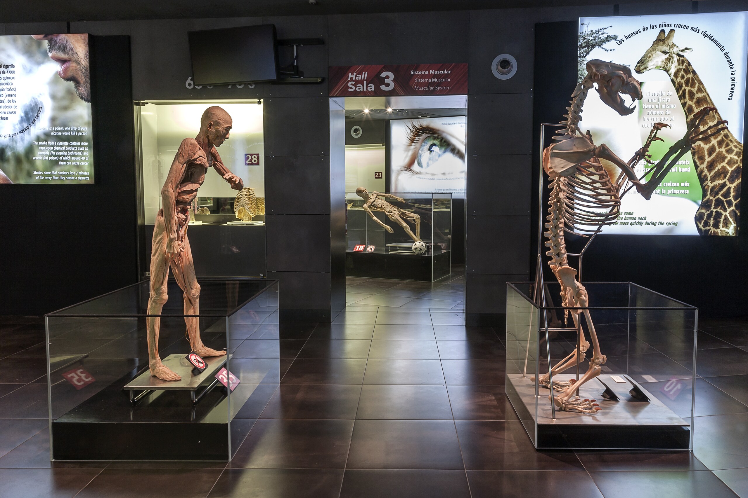 Human Bodies, il ciclo della via in mostra