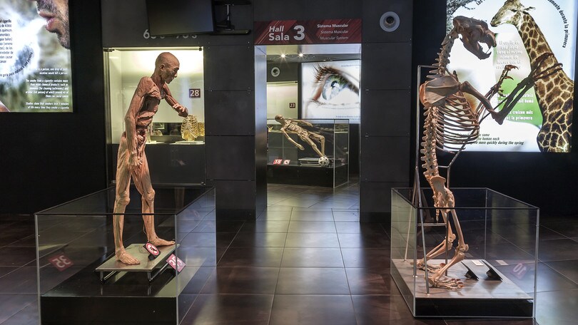 Human Bodies, il ciclo della via in mostra