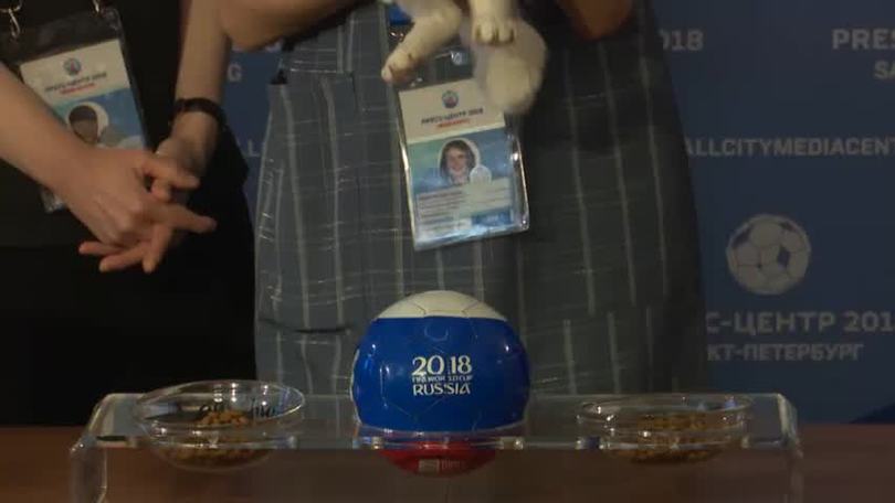 Achille il gatto, l'oracolo di Russia 2018