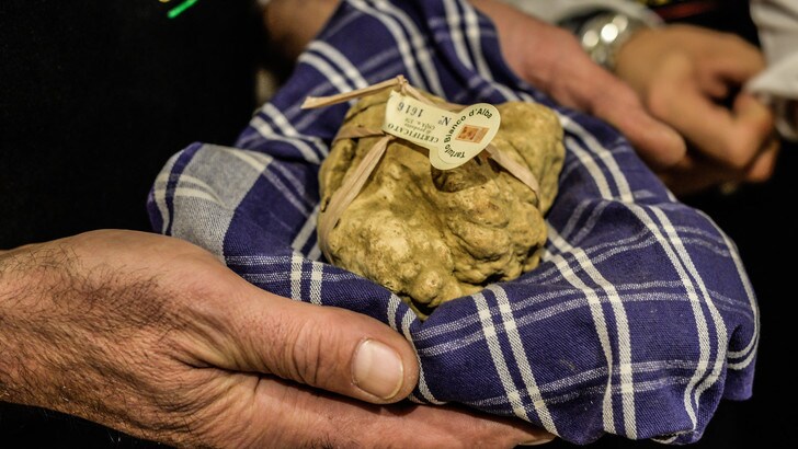 Al via la Fiera del Tartufo Bianco