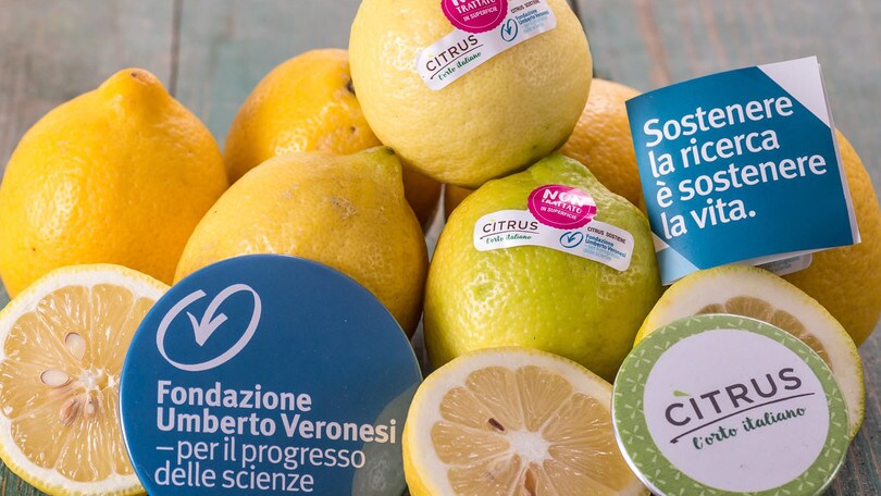 I limoni per la ricerca