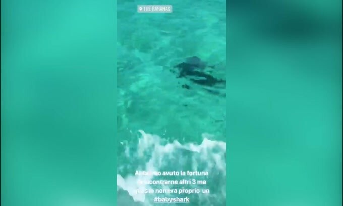 Elisabetta Canalis: incontro con lo squalo alle Bahamas