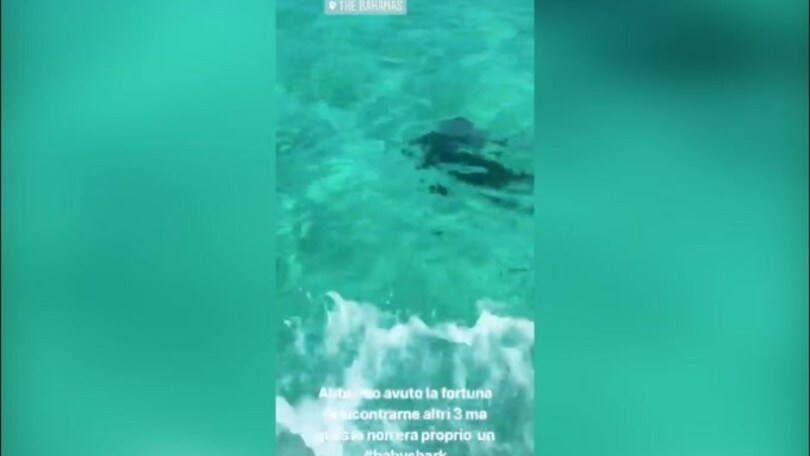 Elisabetta Canalis: incontro con lo squalo alle Bahamas