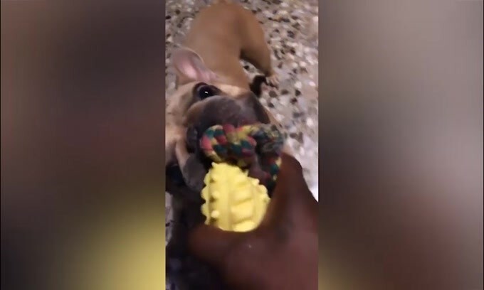 Balotelli al cane: "Ma tu tifi Brescia o no?"