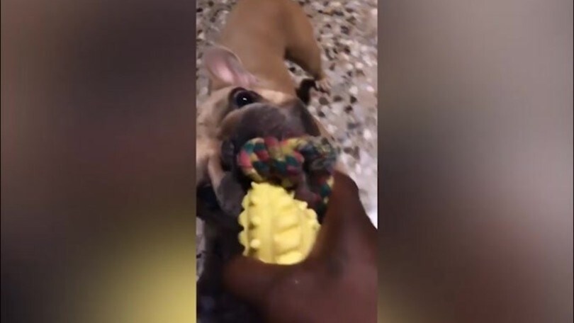 Balotelli al cane: "Ma tu tifi Brescia o no?"