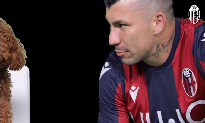 "Con il Pitbull non si scherza": il Bologna presenta Medel