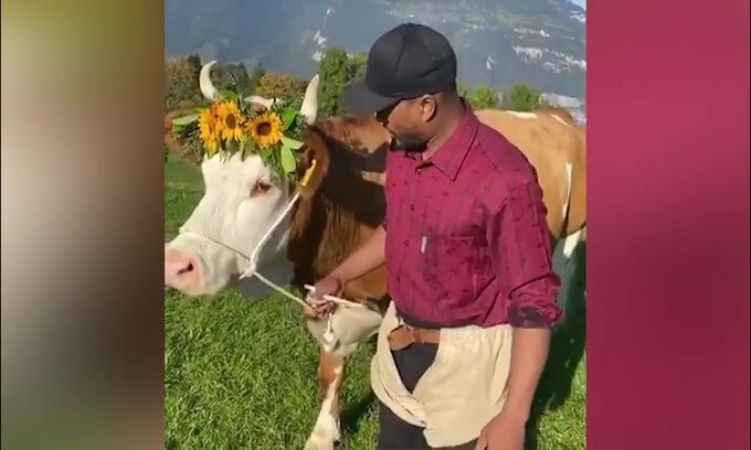 Evra inseguito...da una mucca!