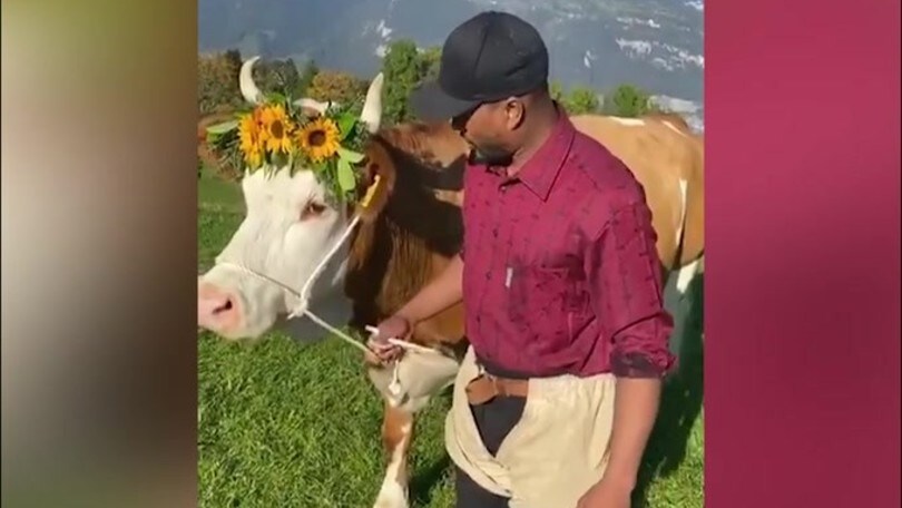 Evra inseguito...da una mucca!