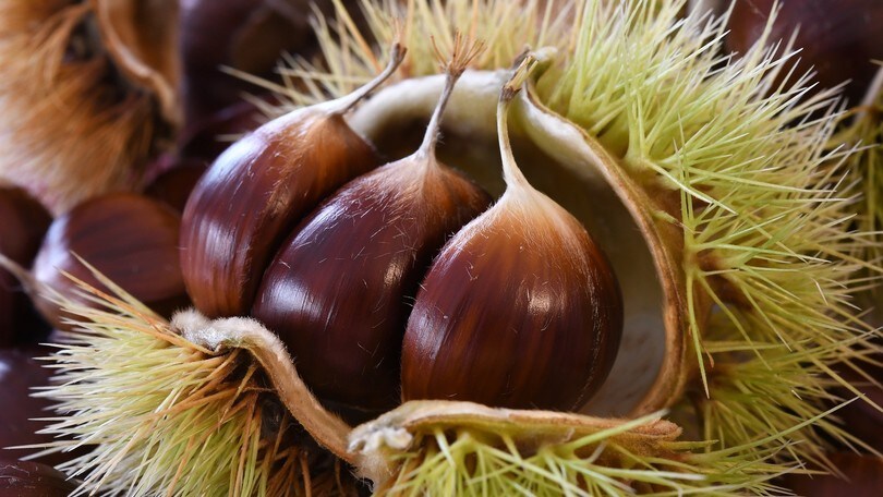 Sagre del weekend: viaggio nei sapori tra noci, formaggi e castagne