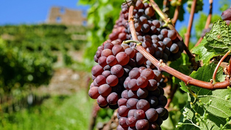 “Il Giorno di Bacco”, un fine settimana all'insegna del vino