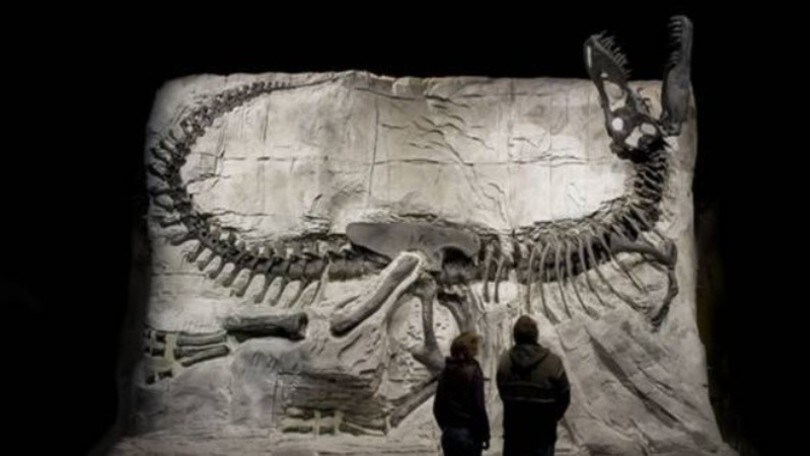 Scoperto un nuovo dinosauro: grande come un bus, aveva 80 denti