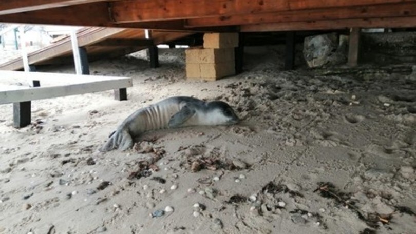 Brindisi, trovato un cucciolo di foca monaca ferito su una spiaggia