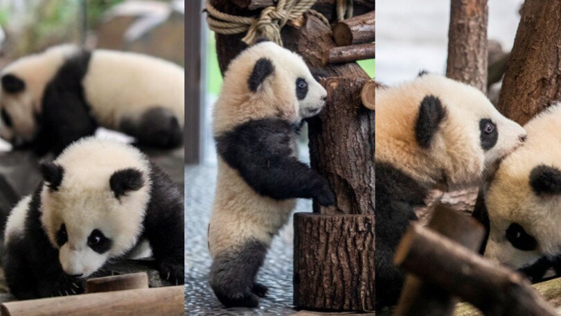 Zoo di Berlino, i panda gemelli sono le nuove star