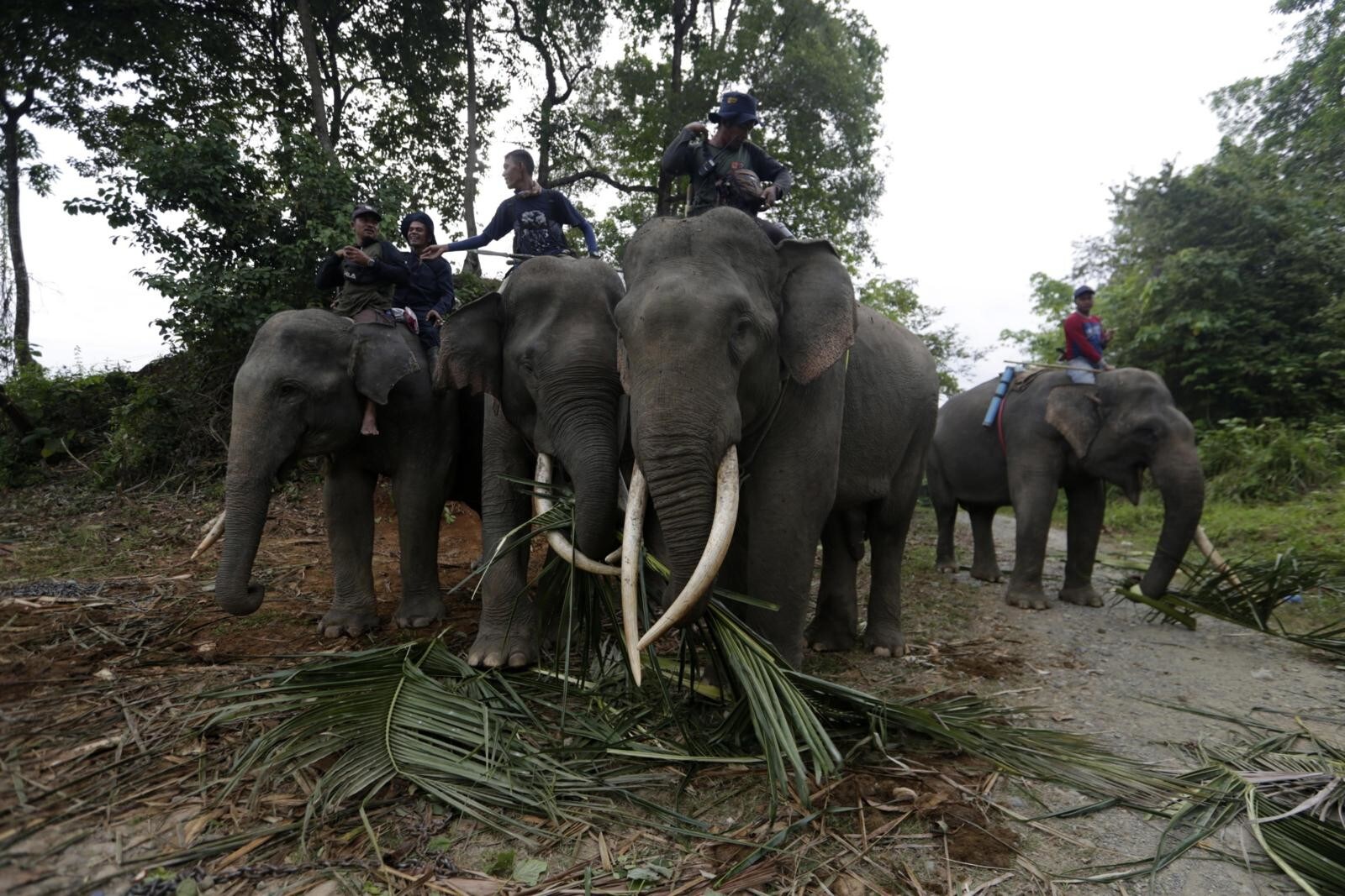 Botswana, caccia all'elefante: in vendita licenze per ucciderne 70