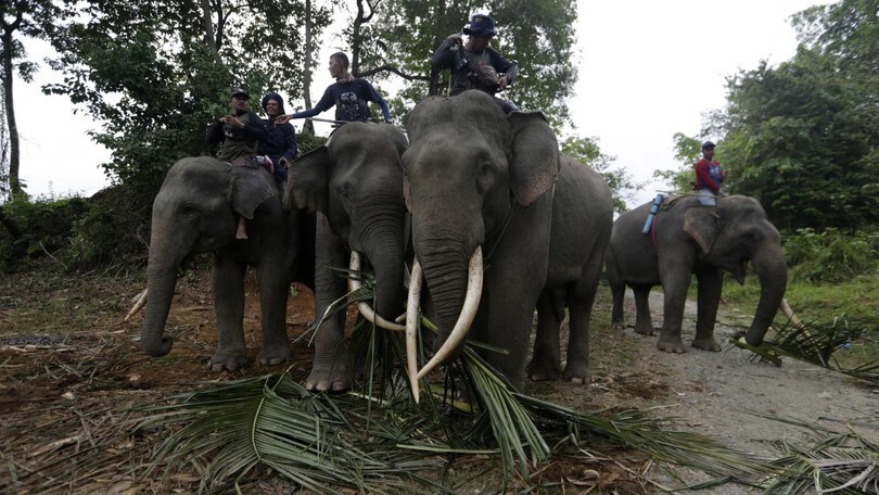 Botswana, caccia all'elefante: in vendita licenze per ucciderne 70