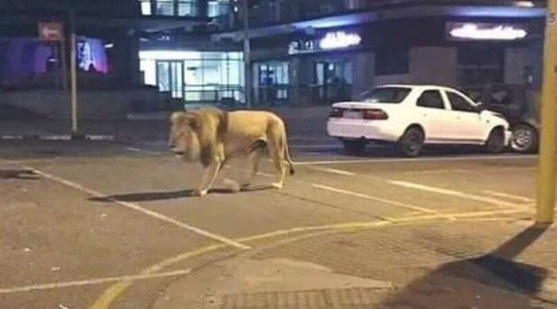 "Coronavirus, la Russia libera in strada 500 leoni". Clamorosa fake news!