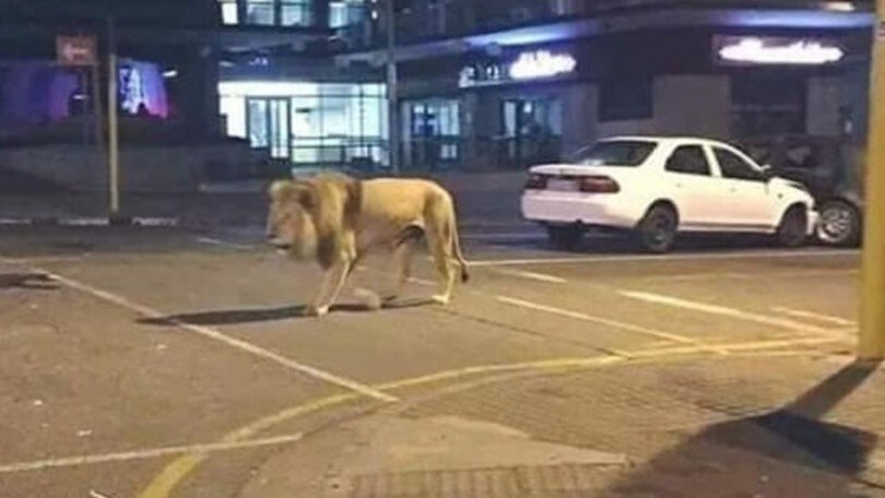 "Coronavirus, la Russia libera in strada 500 leoni". Clamorosa fake news!