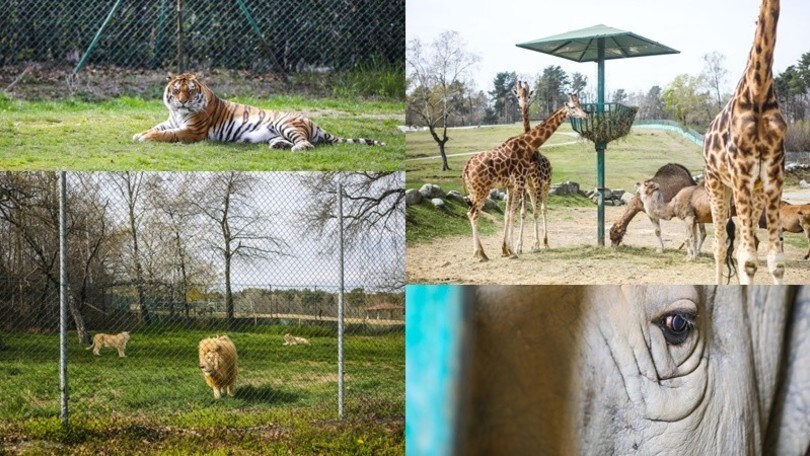Coronavirus, l'emergenza mette a rischio lo zoosafari di Pombia