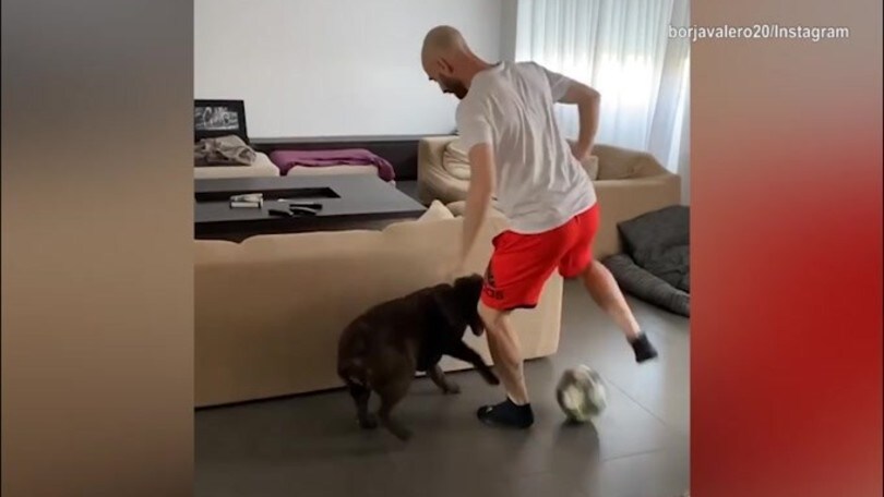Inter, Borja Valero e il cane: che lotta in salotto!