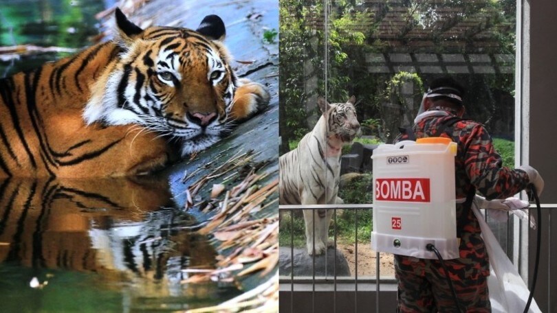 Coronavirus, disinfezione nello zoo di Kuala Lumpur tra tigri e leoni