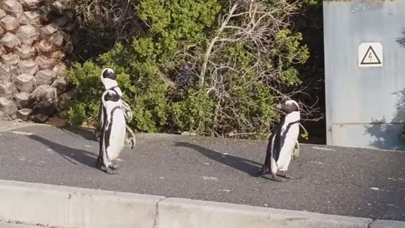 Straordinario in Sudafrica: tre pinguini passeggiano nella città vuota