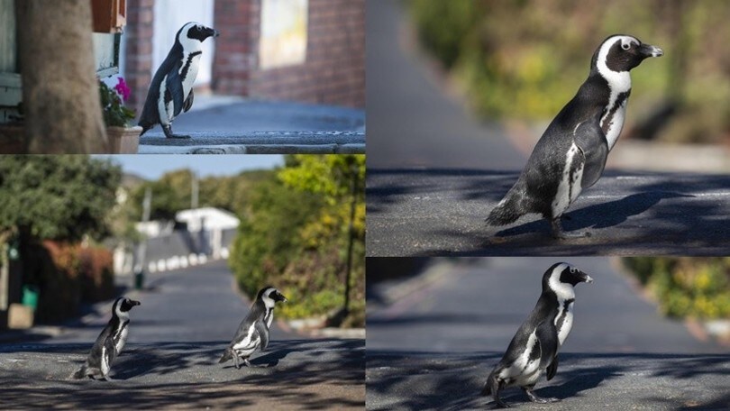Coronavirus, i pinguini "occupano" Città del Capo