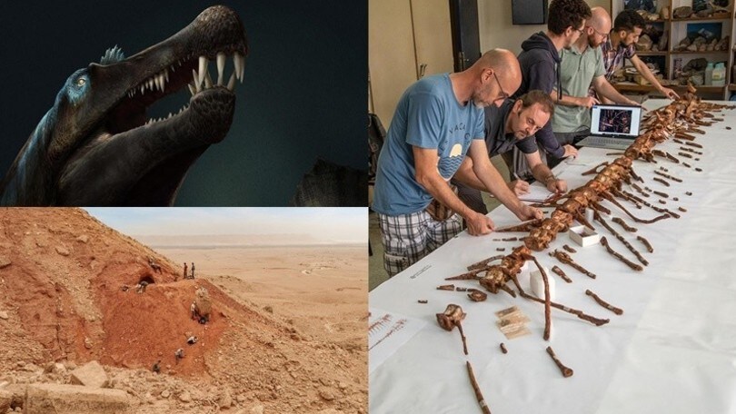 "Il più grande dinosauro predatore sapeva nuotare: la scoperta riscrive la storia"