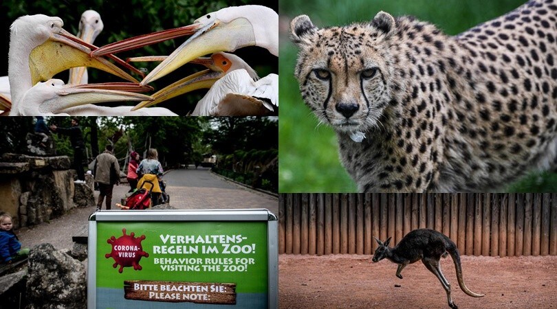 Coronavirus, la riapertura dello zoo di Dresda è il simbolo della Fase 2