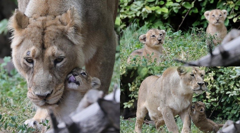 Gerusalemme, la riapertura dello zoo mostra gli ultimi arrivati